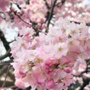 ヒメ日記 2026/04/09 07:56 投稿 野村 MCロイヤル