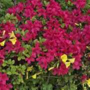 ヒメ日記 2026/04/13 08:16 投稿 野村 MCロイヤル