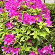 ヒメ日記 2026/04/22 06:56 投稿 野村 MCロイヤル