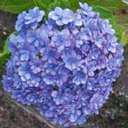 ヒメ日記 2025/07/14 00:42 投稿 福山さん SA～Sanitatem Angelum～癒やしの天使