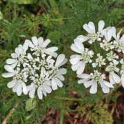 ヒメ日記 2025/07/23 21:39 投稿 福山さん SA～Sanitatem Angelum～癒やしの天使