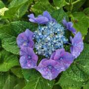 ヒメ日記 2025/07/27 21:27 投稿 福山さん SA～Sanitatem Angelum～癒やしの天使