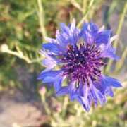 ヒメ日記 2025/07/28 01:20 投稿 福山さん SA～Sanitatem Angelum～癒やしの天使