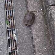 ヒメ日記 2025/07/30 18:54 投稿 福山さん SA～Sanitatem Angelum～癒やしの天使