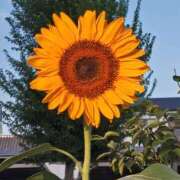 ヒメ日記 2025/08/20 22:56 投稿 福山さん SA～Sanitatem Angelum～癒やしの天使