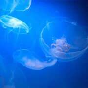 ヒメ日記 2025/10/15 18:17 投稿 福山さん SA～Sanitatem Angelum～癒やしの天使