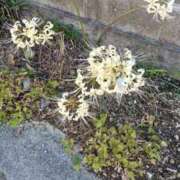 ヒメ日記 2025/10/18 02:08 投稿 福山さん SA～Sanitatem Angelum～癒やしの天使