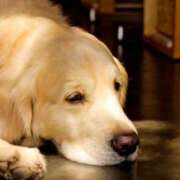 ヒメ日記 2025/10/22 22:43 投稿 福山さん SA～Sanitatem Angelum～癒やしの天使