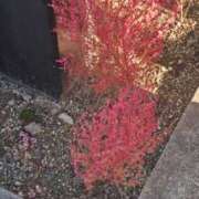 ヒメ日記 2025/11/07 13:13 投稿 福山さん SA～Sanitatem Angelum～癒やしの天使