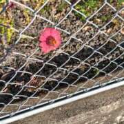 ヒメ日記 2025/11/07 20:51 投稿 福山さん SA～Sanitatem Angelum～癒やしの天使