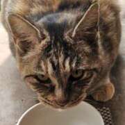 ヒメ日記 2025/11/08 13:51 投稿 福山さん SA～Sanitatem Angelum～癒やしの天使