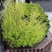 ヒメ日記 2025/11/09 08:12 投稿 福山さん SA～Sanitatem Angelum～癒やしの天使