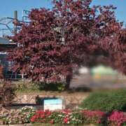 ヒメ日記 2025/11/11 10:47 投稿 福山さん SA～Sanitatem Angelum～癒やしの天使