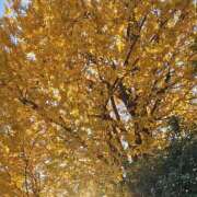 福山さん 風が強い！！ SA～Sanitatem Angelum～癒やしの天使