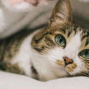 ヒメ日記 2025/12/14 00:30 投稿 福山さん SA～Sanitatem Angelum～癒やしの天使