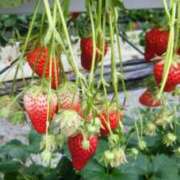 ヒメ日記 2025/12/30 03:40 投稿 福山さん SA～Sanitatem Angelum～癒やしの天使