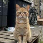 ヒメ日記 2025/12/31 00:20 投稿 福山さん SA～Sanitatem Angelum～癒やしの天使