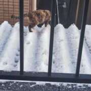 ヒメ日記 2026/01/24 03:40 投稿 福山さん SA～Sanitatem Angelum～癒やしの天使