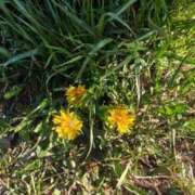 ヒメ日記 2026/03/16 20:49 投稿 福山さん SA～Sanitatem Angelum～癒やしの天使