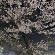 ヒメ日記 2026/03/29 01:32 投稿 福山さん SA～Sanitatem Angelum～癒やしの天使