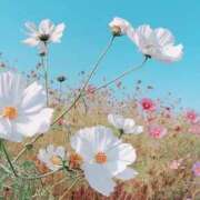 愛園らぶり【天使級の破壊力】 珍しく✨日曜日🫶 Club Rosa