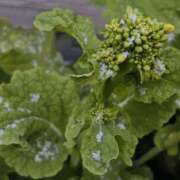 ヒメ日記 2026/02/13 12:08 投稿 川池江里奈 五十路マダム姫路店