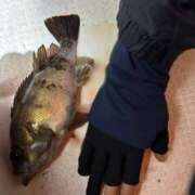 ヒメ日記 2026/04/05 08:28 投稿 川池江里奈 五十路マダム姫路店