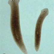 ヒメ日記 2025/08/21 20:10 投稿 なんば Venti大阪