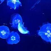 ヒメ日記 2025/07/16 20:26 投稿 みいな アイムシェイク