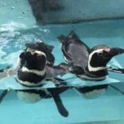 ヒメ日記 2025/07/20 09:45 投稿 みいな アイムシェイク