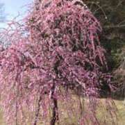 ヒメ日記 2026/02/28 20:50 投稿 ゆゆ未経験 マダム可憐