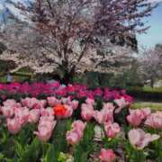 ヒメ日記 2026/04/12 16:02 投稿 ゆゆ未経験 マダム可憐