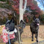 ヒメ日記 2025/11/26 11:06 投稿 瀬戸　あさひ エンジェルコースト