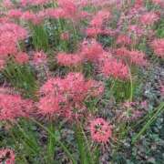 ヒメ日記 2025/10/19 13:21 投稿 このは 船橋ときめき女学園