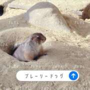 ゆい イチオシのけもの 奥様鉄道69 岡山店