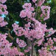 ヒメ日記 2026/03/27 07:11 投稿 あしむ 妻天 梅田店