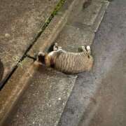 ヒメ日記 2025/08/01 11:45 投稿 いちか 所沢東村山ちゃんこ