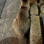 ヒメ日記 2025/09/16 17:18 投稿 いちか 所沢東村山ちゃんこ