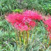 ヒメ日記 2025/09/26 08:01 投稿 いちか 西東京市小平ちゃんこ