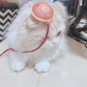 ヒメ日記 2025/11/19 19:25 投稿 いちか 西東京市小平ちゃんこ