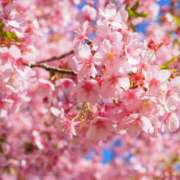 ヒメ日記 2025/09/07 09:53 投稿 佐々木 すずか La elf（ラ・エルフ）