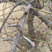 ヒメ日記 2026/02/16 15:48 投稿 すい モアグループ 土浦人妻花壇