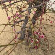 すい そういえば！ モアグループ 土浦人妻花壇
