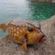 すい 富士王朝とは モアグループ 土浦人妻花壇