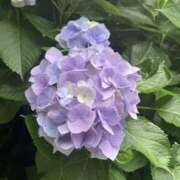 ヒメ日記 2025/07/14 15:44 投稿 夢咲ななこ 禁断のメンズエステR-18堺・南大阪店