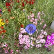 ヒメ日記 2025/08/14 18:04 投稿 夢咲ななこ 禁断のメンズエステR-18堺・南大阪店