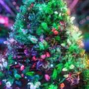 ヒメ日記 2025/12/20 19:18 投稿 あみ 熟女総本店