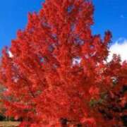 ヒメ日記 2025/12/21 10:45 投稿 あみ 熟女総本店