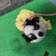 ヒメ日記 2025/10/27 15:39 投稿 黄ピクミン しゅうかつ倶楽部