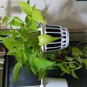 ヒメ日記 2025/11/14 20:04 投稿 黄ピクミン しゅうかつ倶楽部